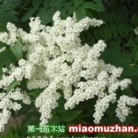 珍珠梅