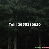 杜英