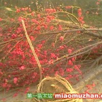 紅葉碧桃