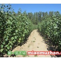 青皮楊