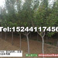 櫻花