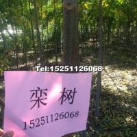 欒樹