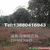 八月桂