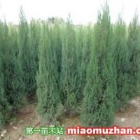 河南檜