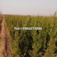 直升龍柏