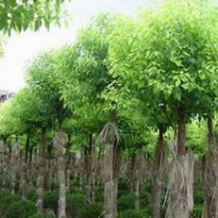 香樟