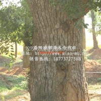 大香樟樹