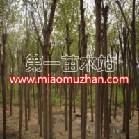 國槐