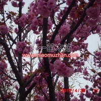 櫻花