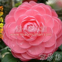 喬伊肯德里克