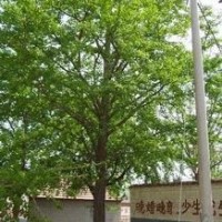 銀杏樹(shù)