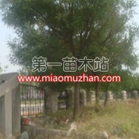 白蠟
