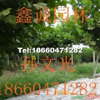 法桐