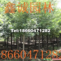 速生白蠟