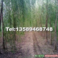 垂柳