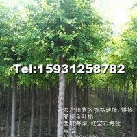 金葉榆