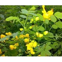 黃花槐