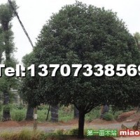 桂花