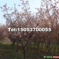 櫻花