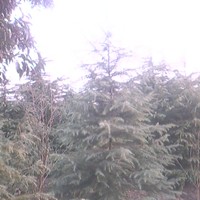 雪松
