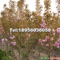 櫻花