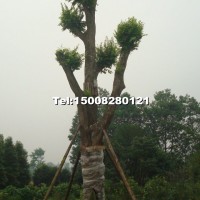 樸樹