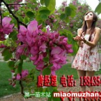 香花槐