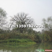 柿子樹