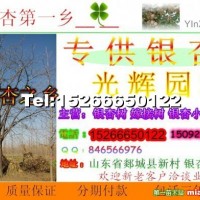 銀杏樹