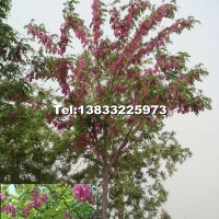 香花槐