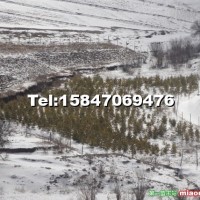 樟子松