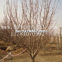 八棱海棠樹(shù)