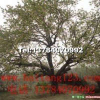 八棱海棠樹(shù)