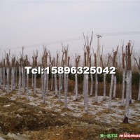 欒樹(shù)