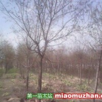 國(guó)槐