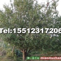 八棱海棠樹