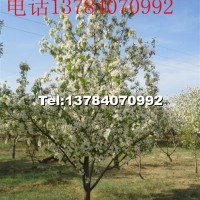 八棱海棠樹