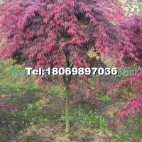 紅楓
