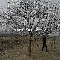 八棱海棠樹