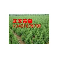蜀檜小苗