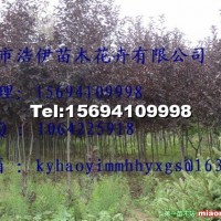紫葉稠李