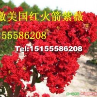 紅火箭紫薇