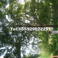 銀杏實(shí)生樹