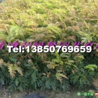 紅絨球