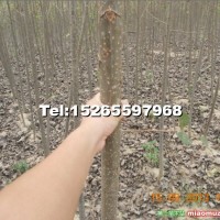 速生楊107