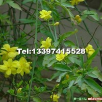 迎春花