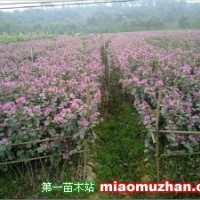 宮粉紫荊