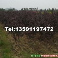 紅寶石海棠