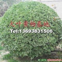 黃楊球