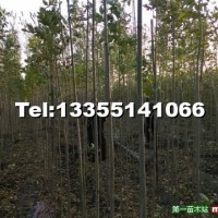 白蠟